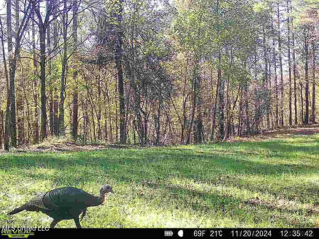 6510 Coxs Ferry Road, Bolton, Mississippi image 40