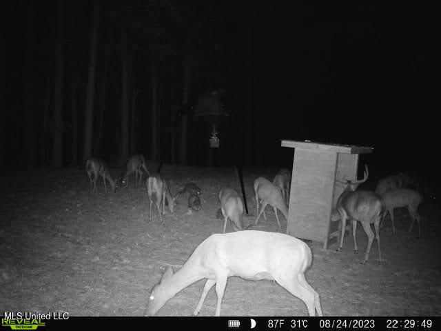6510 Coxs Ferry Road, Bolton, Mississippi image 16