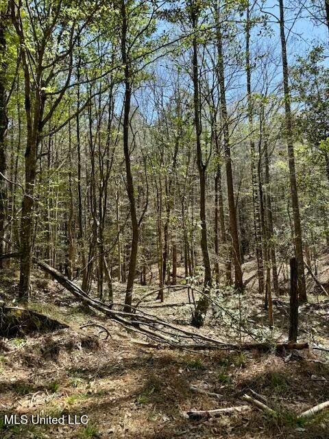 Lower Woodville Road, Woodville, Mississippi image 14
