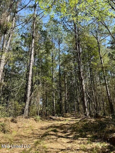 Lower Woodville Road, Woodville, Mississippi image 13