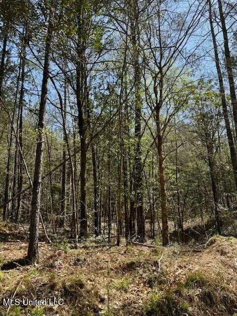 Lower Woodville Road, Woodville, Mississippi image 11