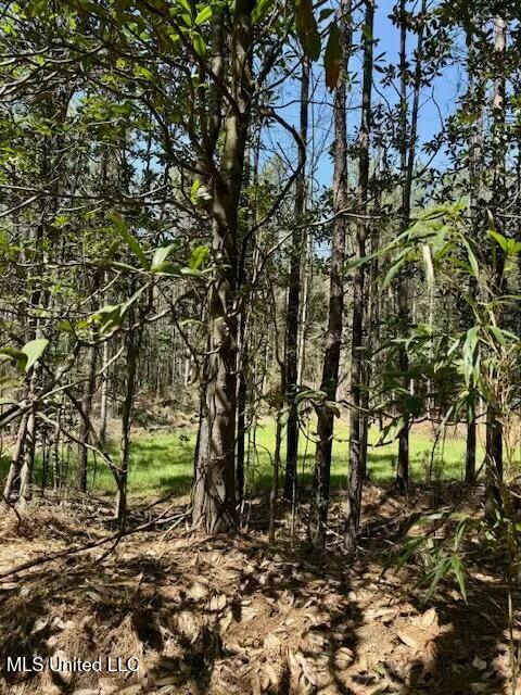 Lower Woodville Road, Woodville, Mississippi image 21