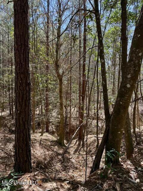 Lower Woodville Road, Woodville, Mississippi image 16