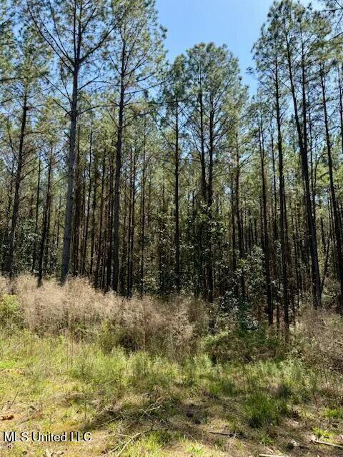Lower Woodville Road, Woodville, Mississippi image 20