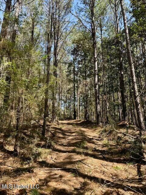 Lower Woodville Road, Woodville, Mississippi image 15