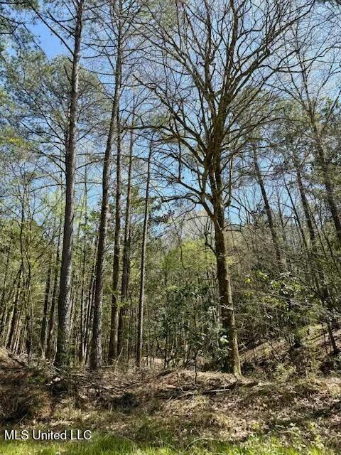 Lower Woodville Road, Woodville, Mississippi image 8