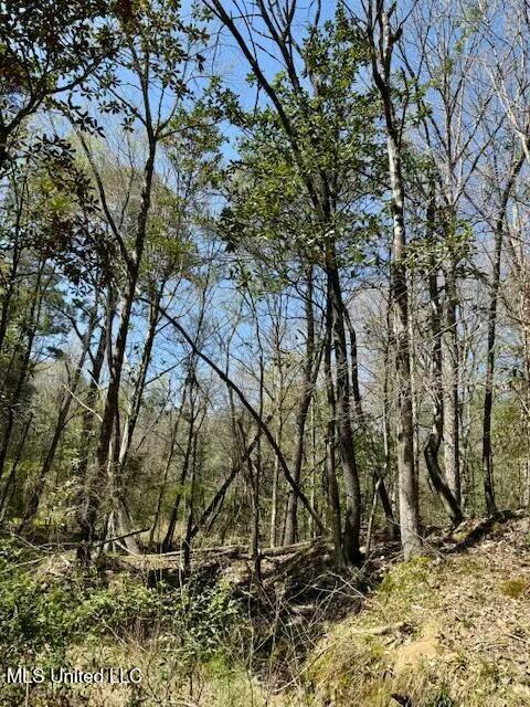 Lower Woodville Road, Woodville, Mississippi image 9