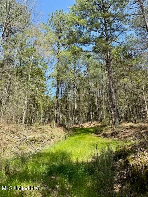Lower Woodville Road, Woodville, Mississippi image 7