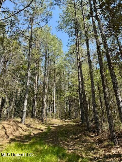 Lower Woodville Road, Woodville, Mississippi image 10