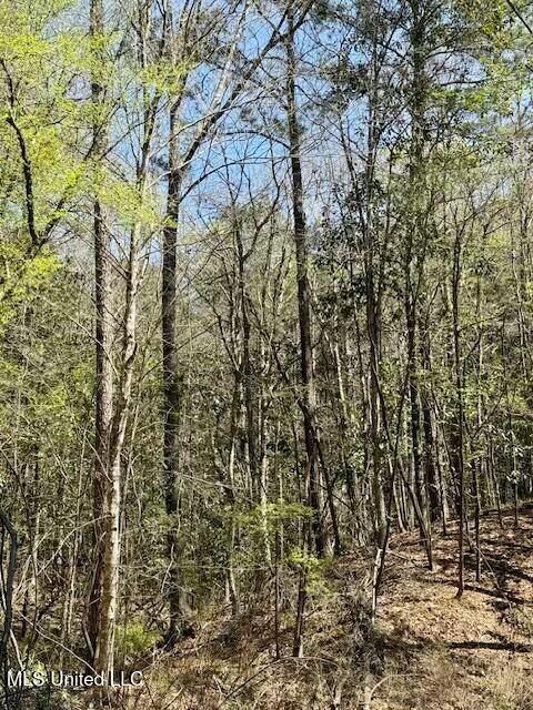 Lower Woodville Road, Woodville, Mississippi image 3