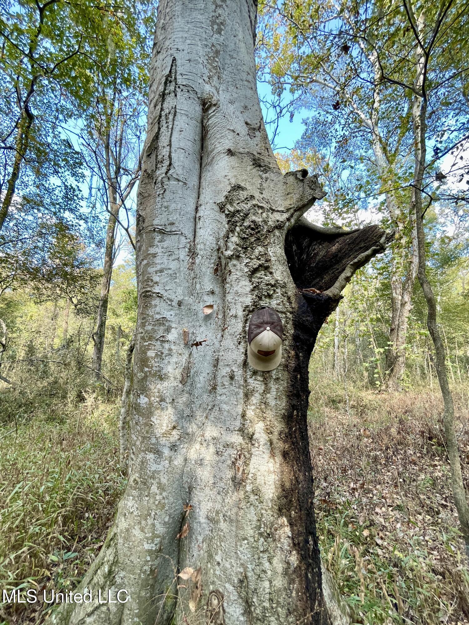 Noahs Mill Road, Madison, Mississippi image 16