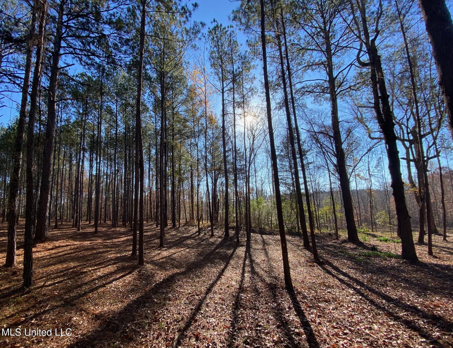 County Road 110, Quitman, Mississippi image 4