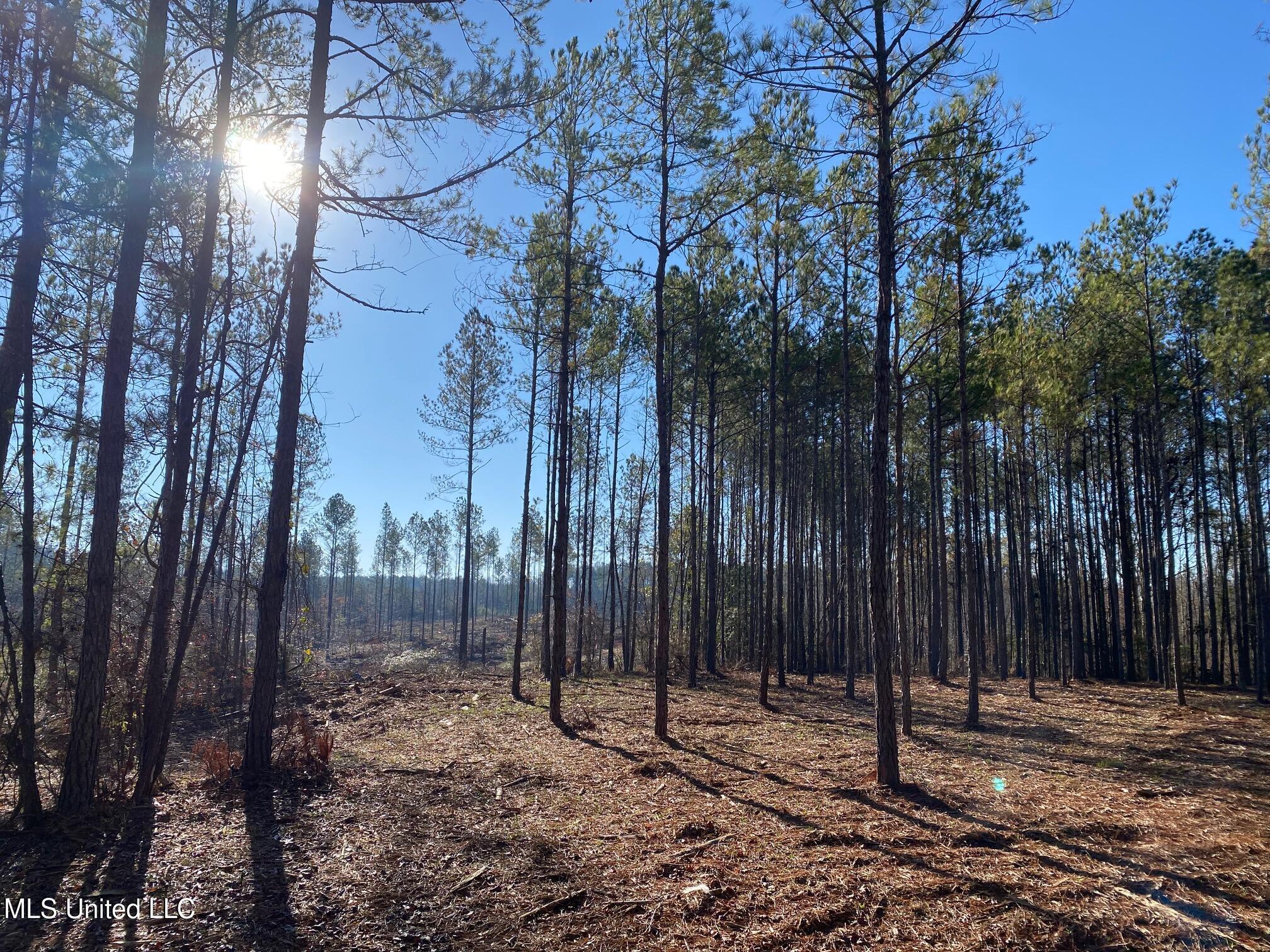 County Road 110, Quitman, Mississippi image 3