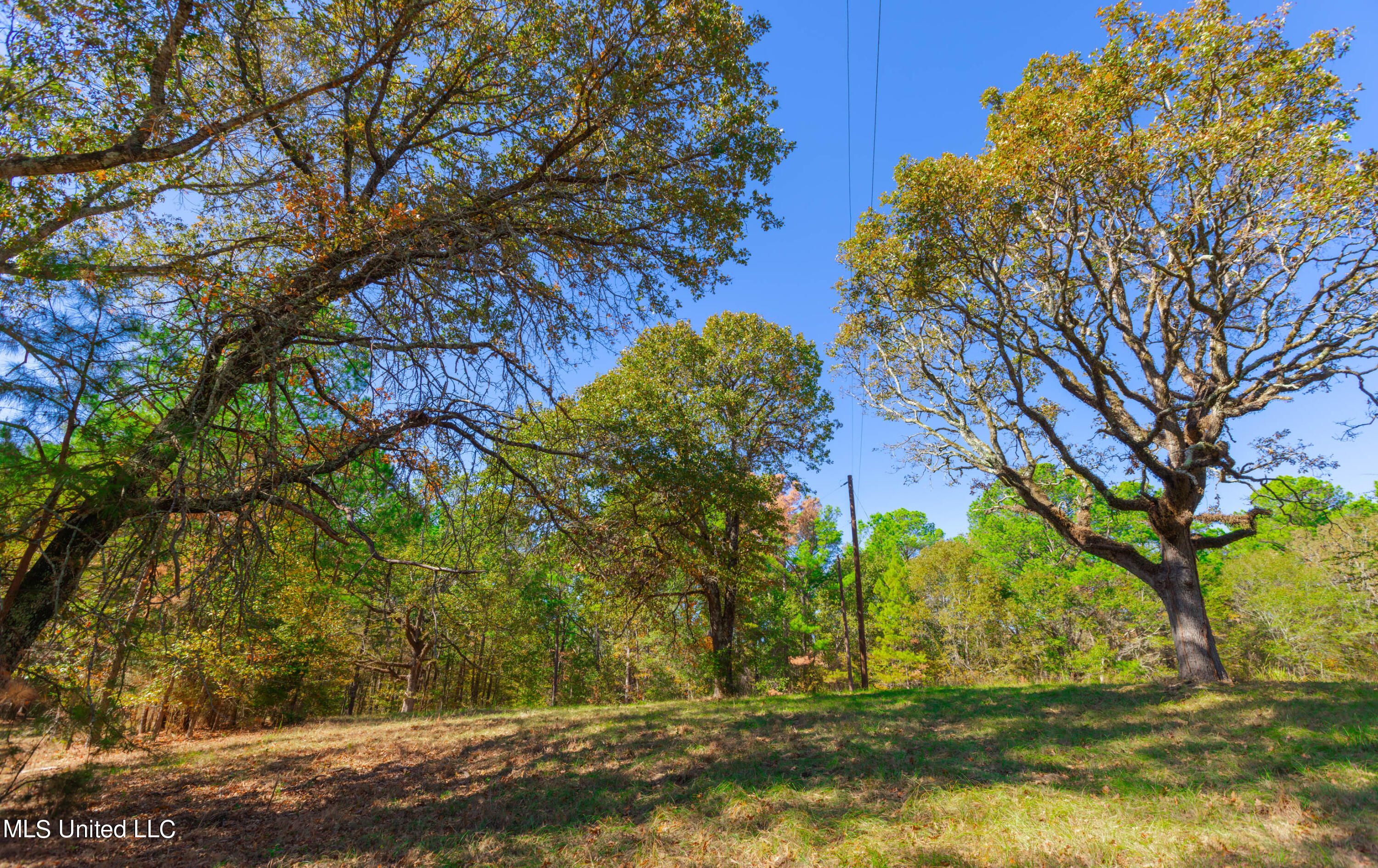 Cedar Hill Road, Flora, Mississippi image 18