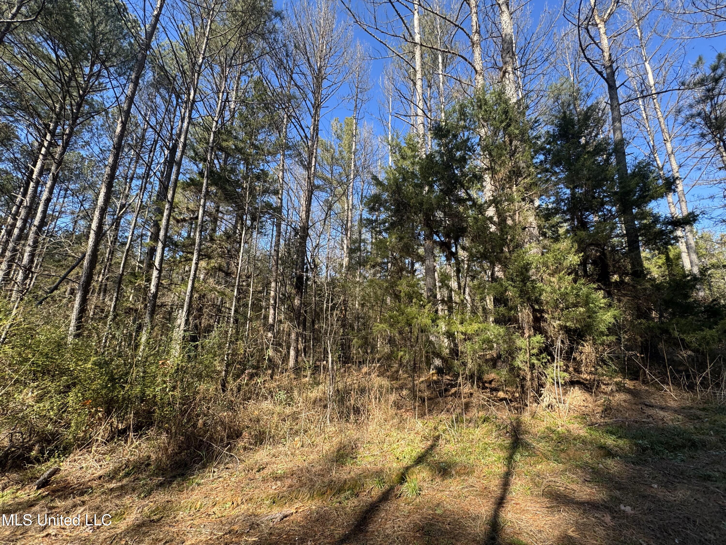 Attala Co Rd 4102, Sallis, Mississippi image 8