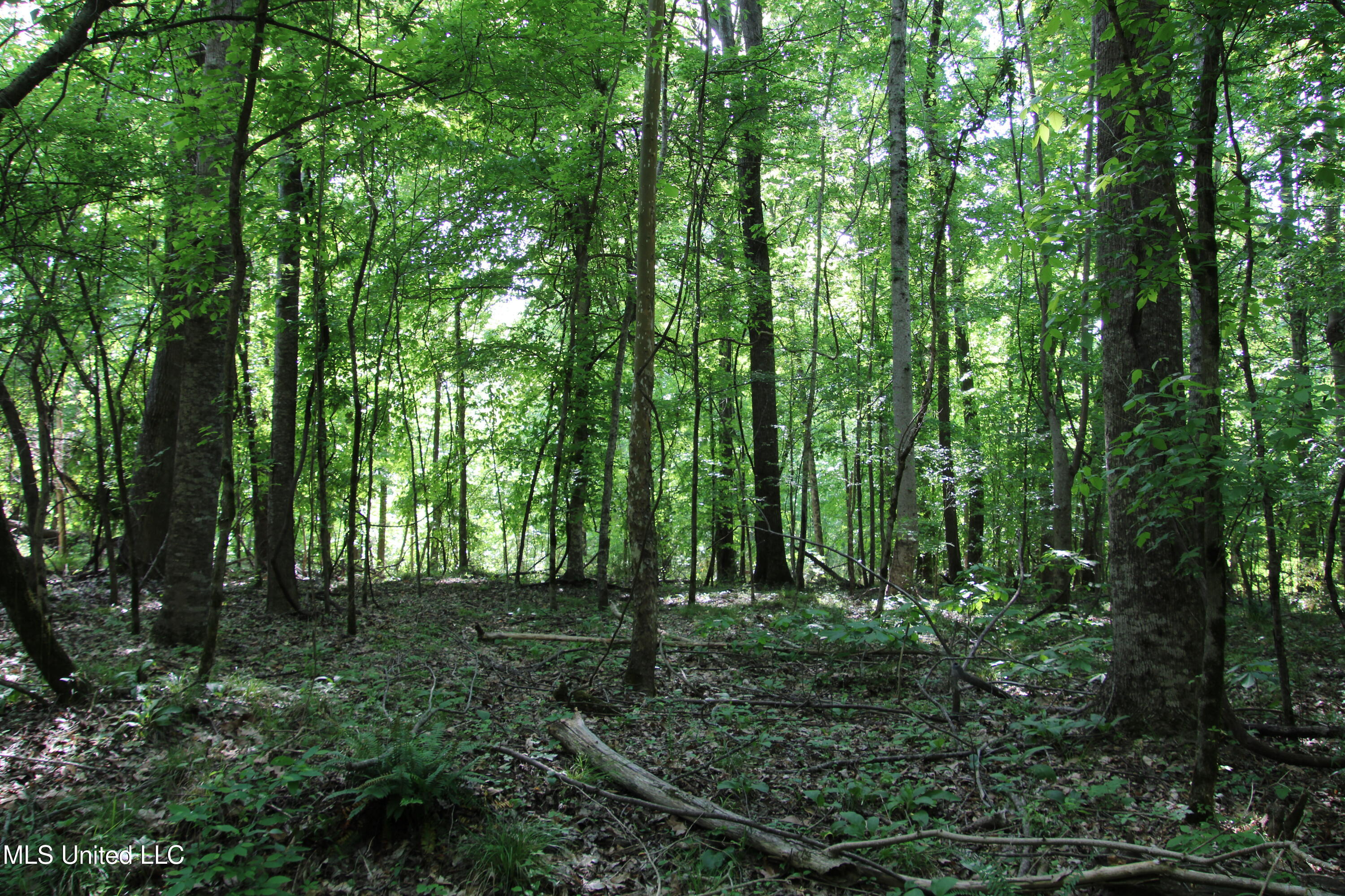 Henderson Rd Road, Bentonia, Mississippi image 11