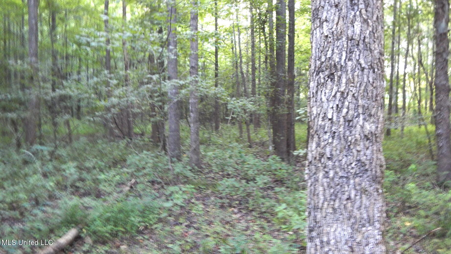 504 247 Country Road, Bruce, Mississippi image 10