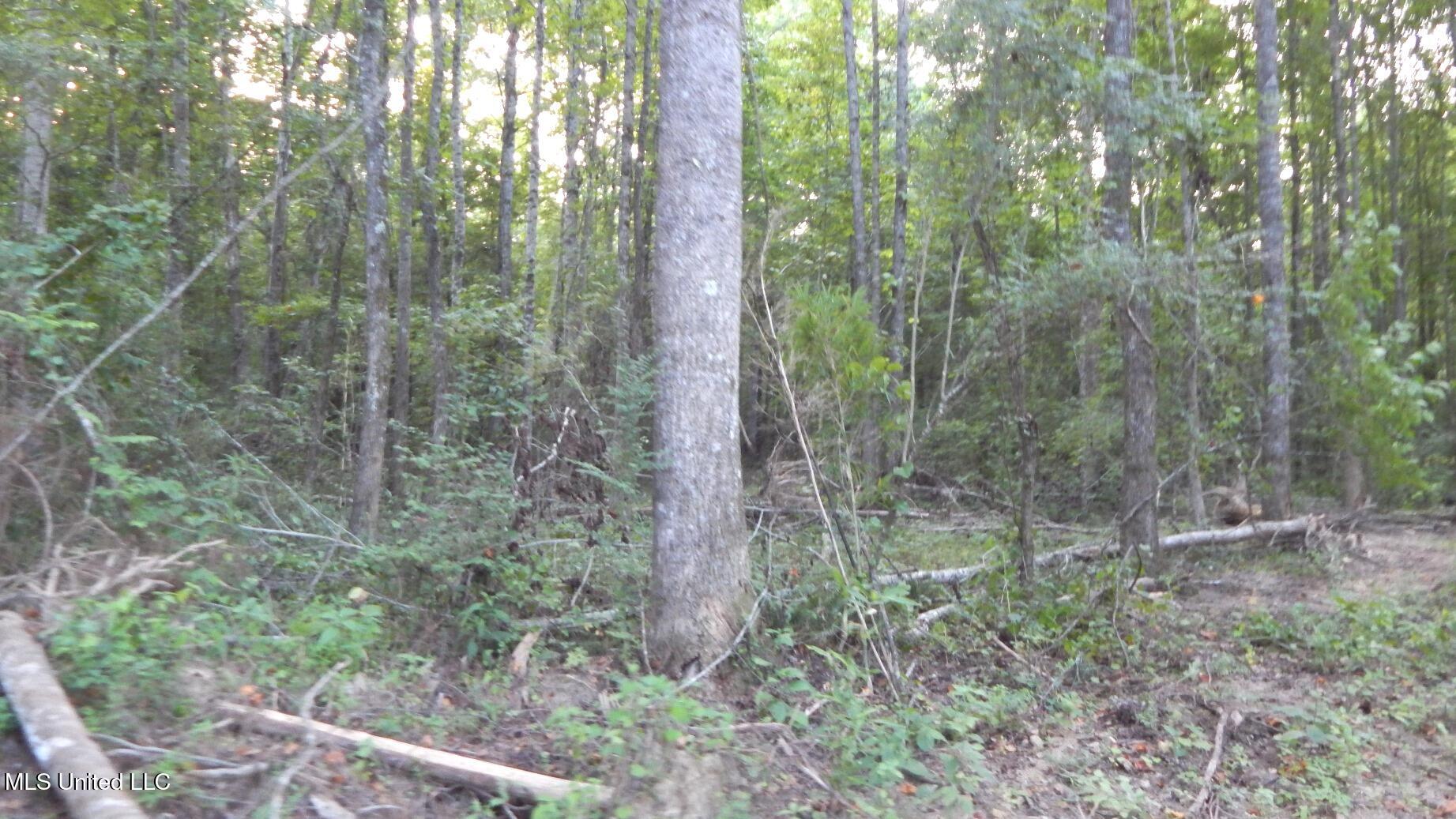 504 247 Country Road, Bruce, Mississippi image 32