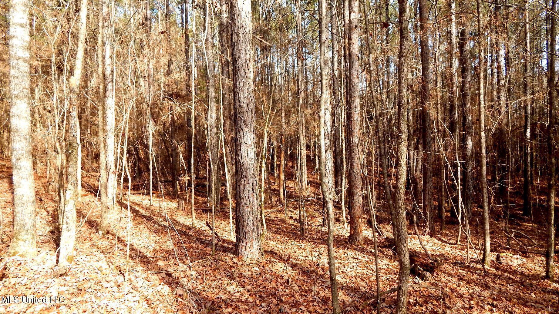 504 247 Country Road, Bruce, Mississippi image 26