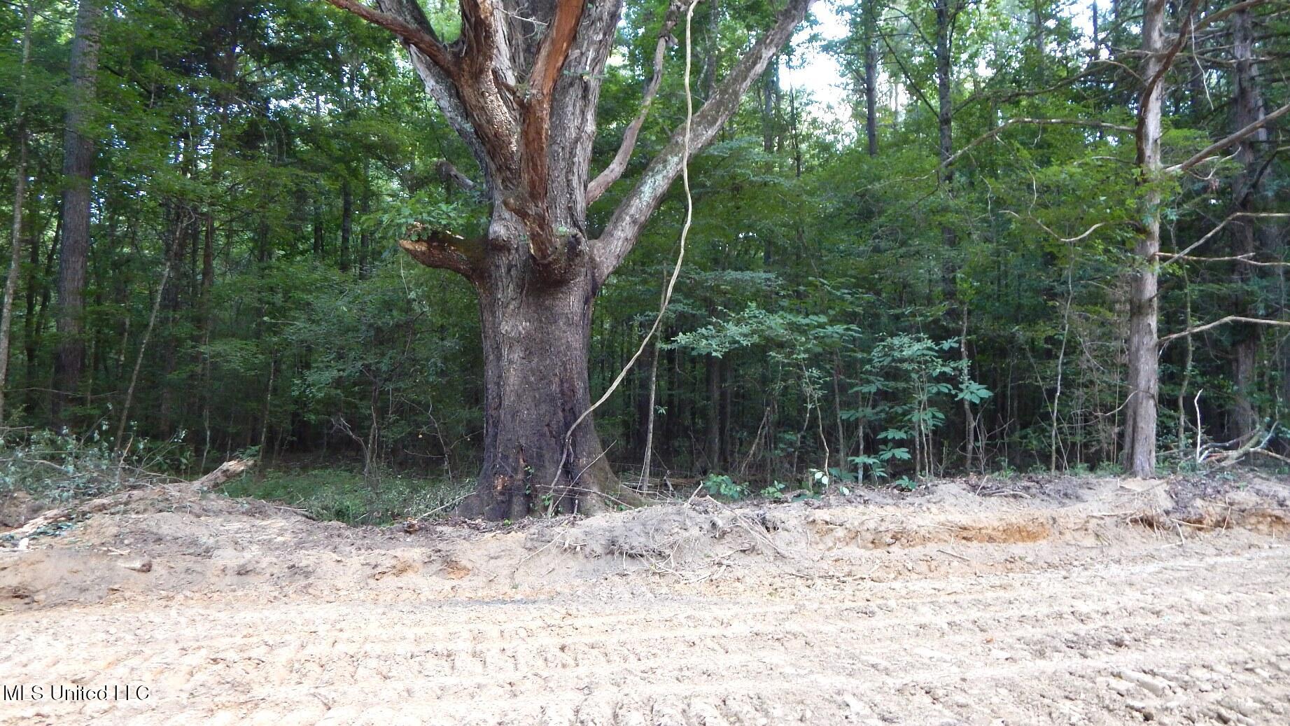 504 247 Country Road, Bruce, Mississippi image 20
