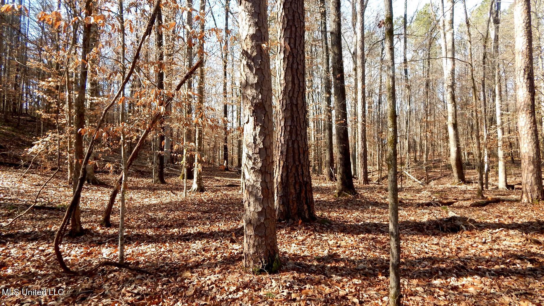 504 247 Country Road, Bruce, Mississippi image 27