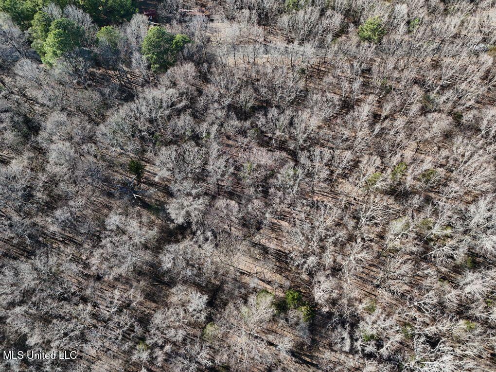 Mcneely Road, Courtland, Mississippi image 8