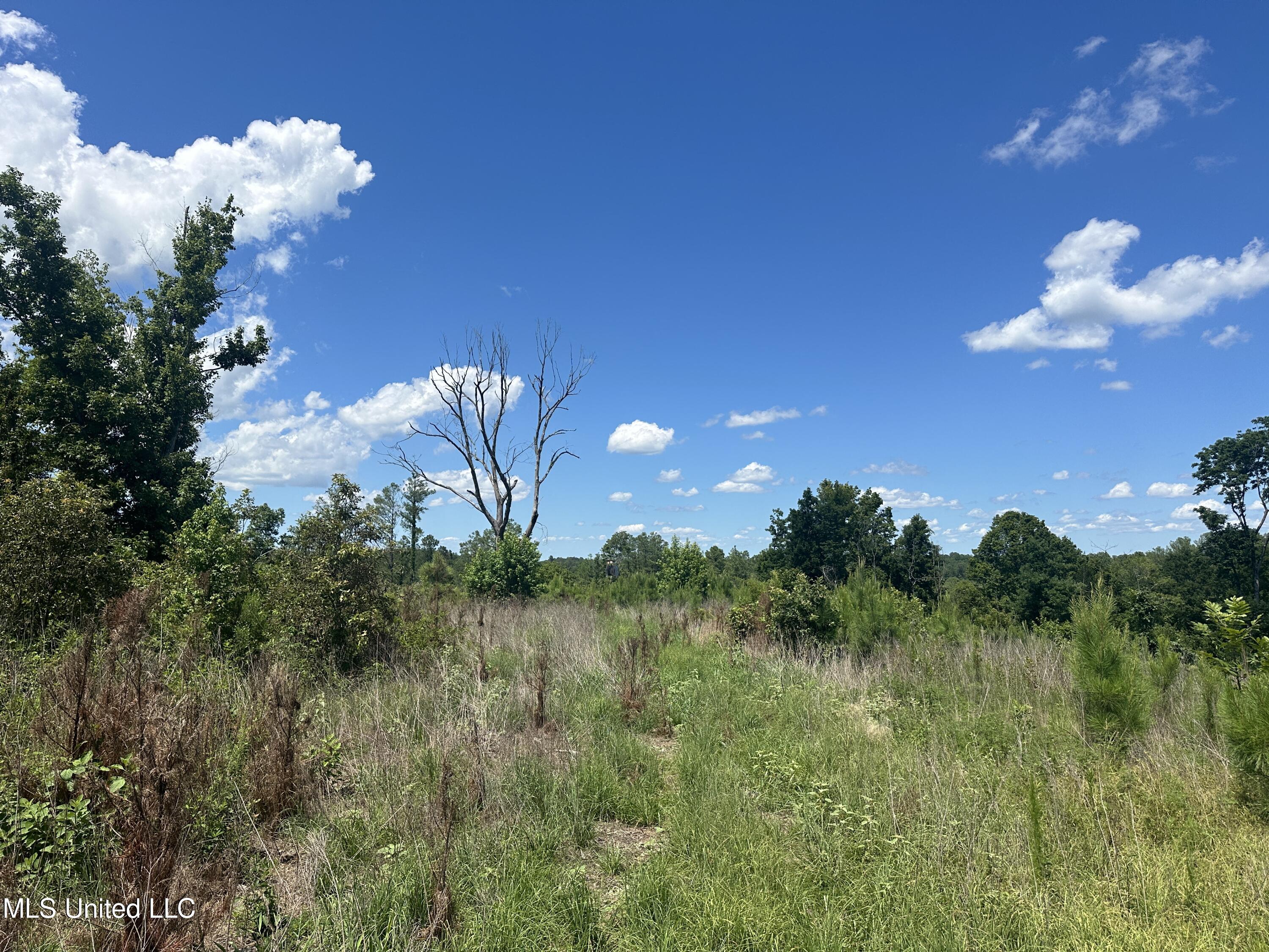 Co Rd 75, Greenwood, Mississippi image 46