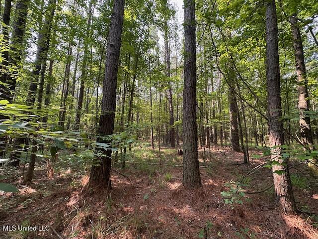 Star Road, Florence, Mississippi image 15