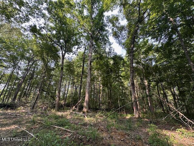 Star Road, Florence, Mississippi image 9