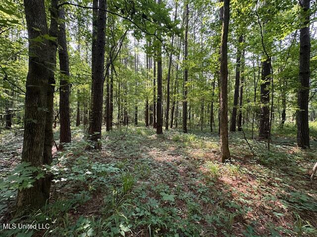 Star Road, Florence, Mississippi image 16
