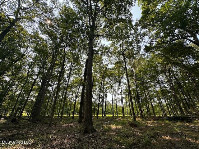 Star Road, Florence, Mississippi image 8