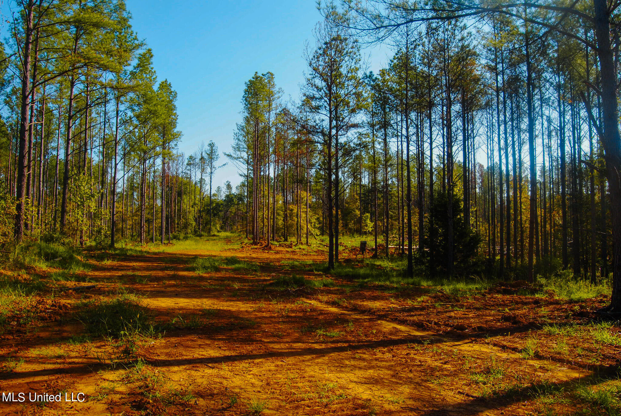 Hwy 17, Camden, Mississippi image 15