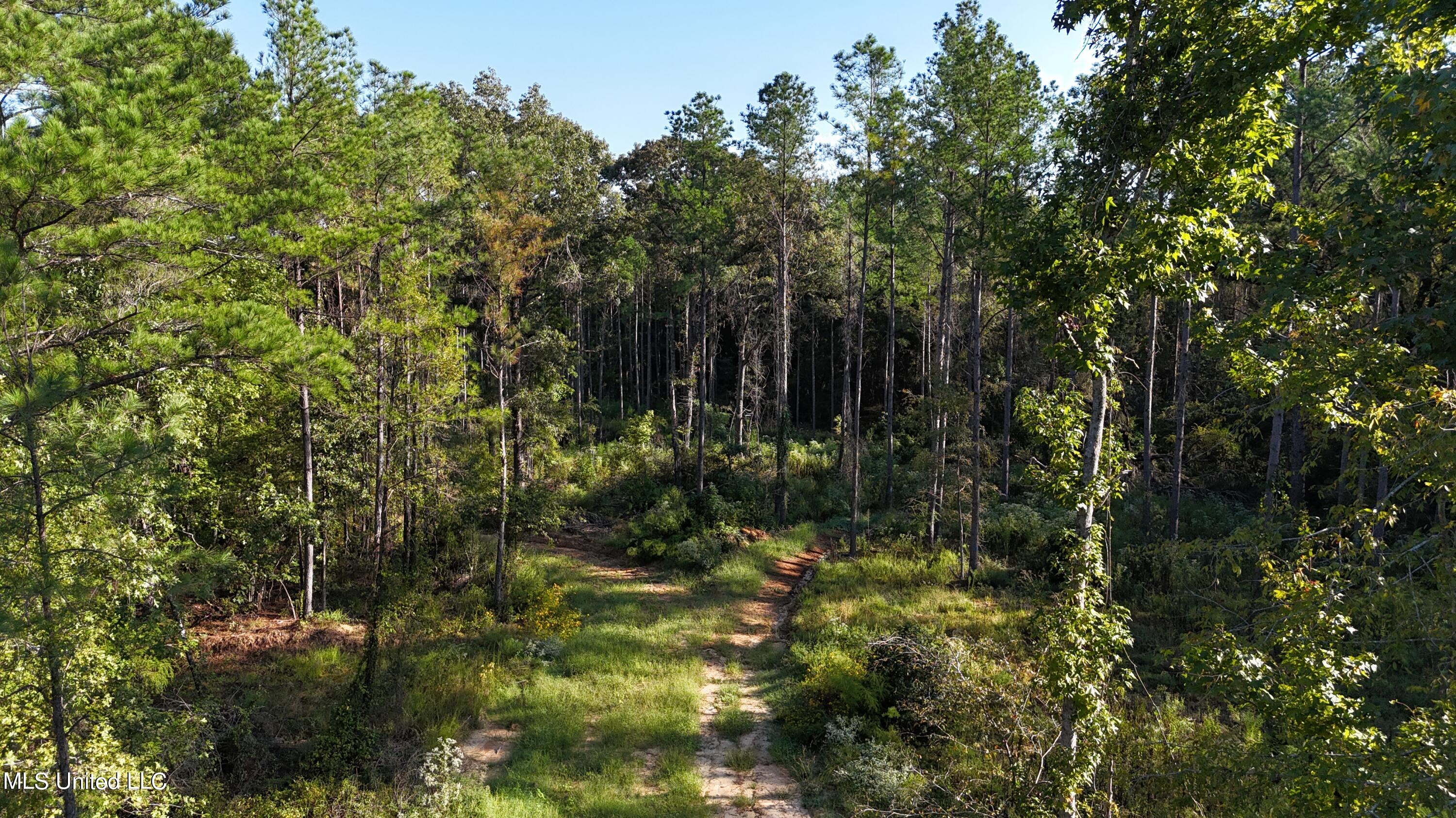 Hwy 17, Camden, Mississippi image 16