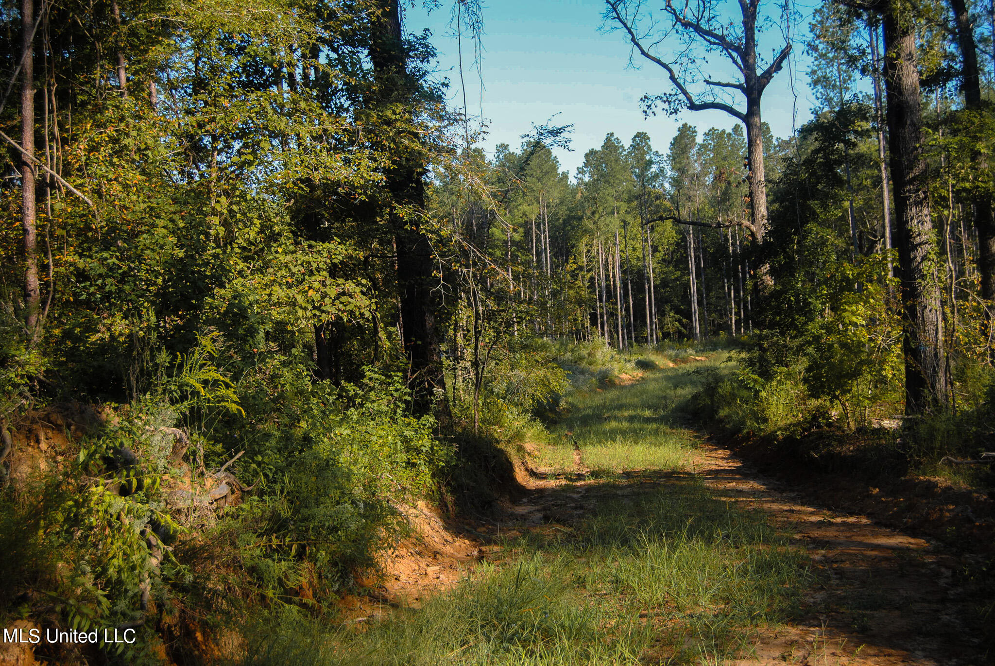 Hwy 17, Camden, Mississippi image 4