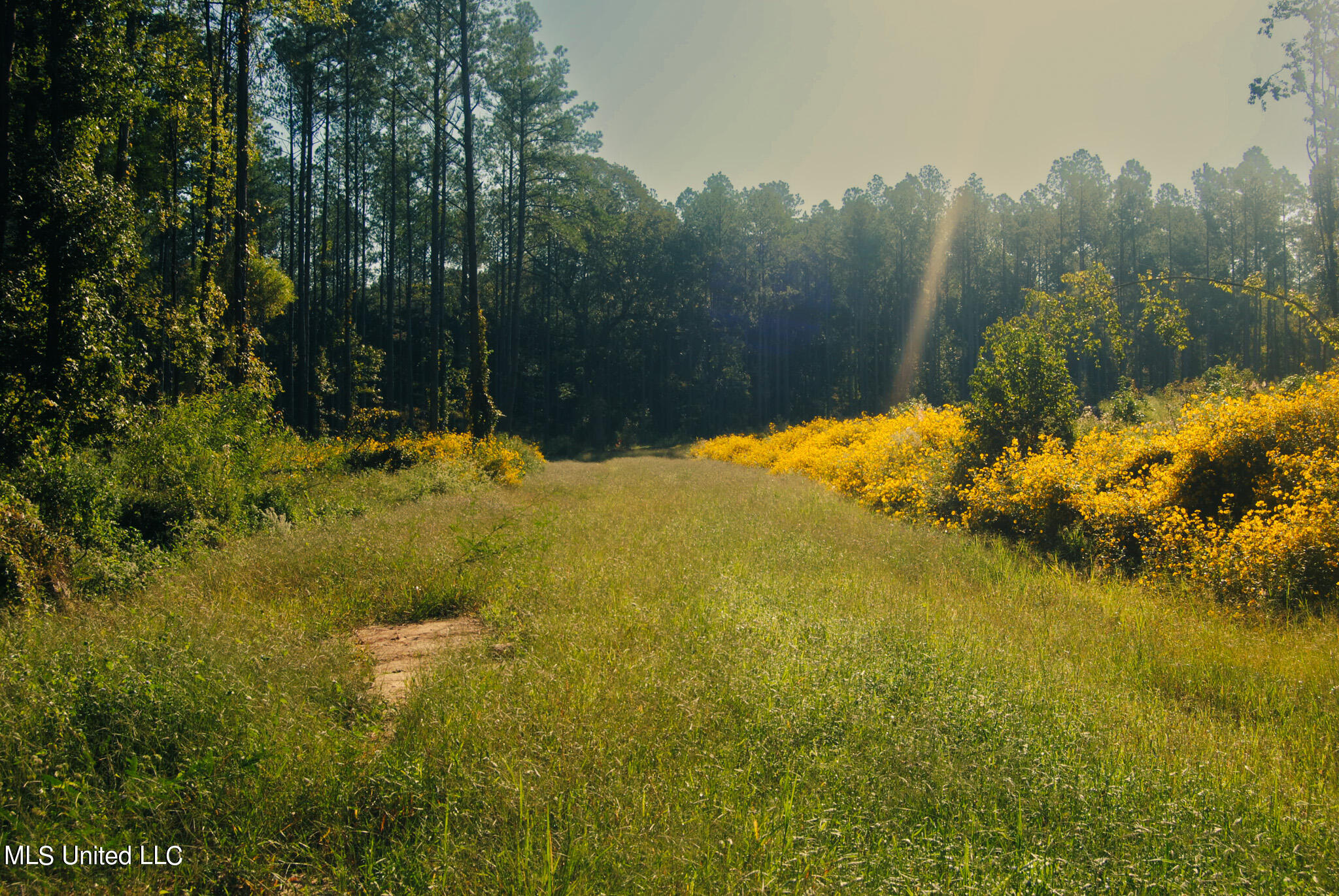 Hwy 17, Camden, Mississippi image 3