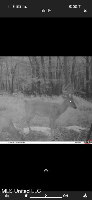 2759 Attala Road 4201, Sallis, Mississippi image 38