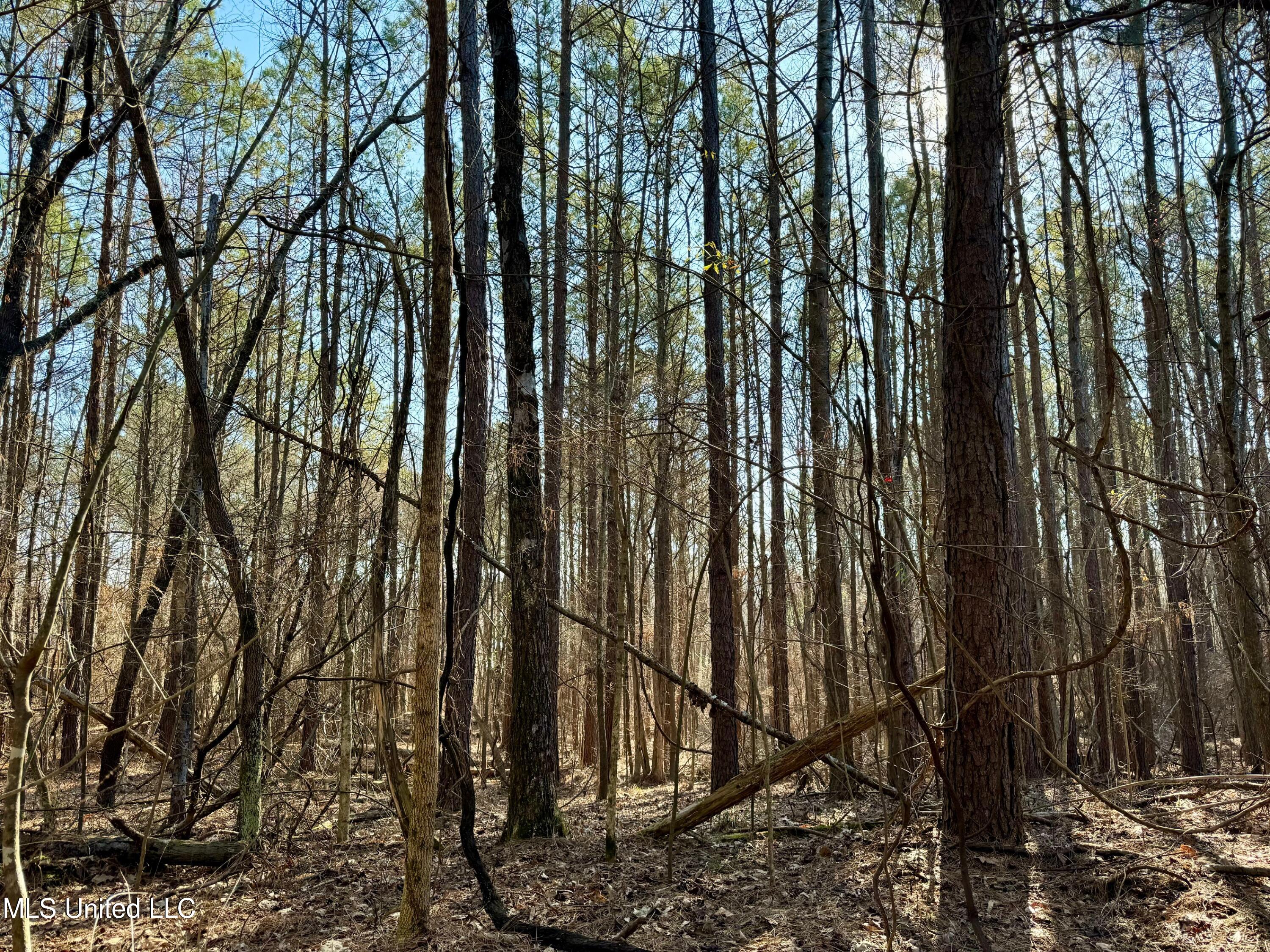 Poorhouse Rd Road, Carrollton, Mississippi image 11