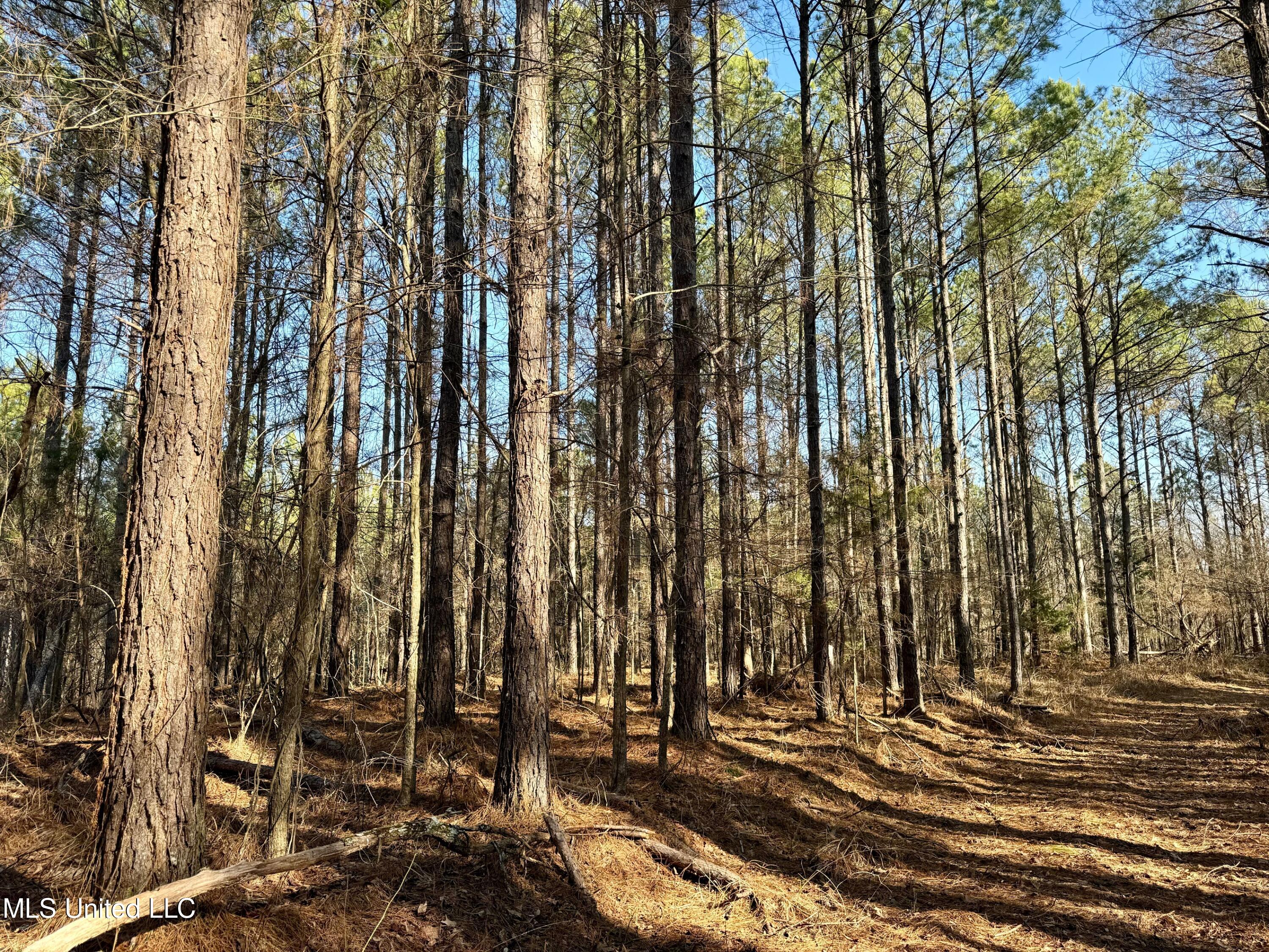 Poorhouse Rd Road, Carrollton, Mississippi image 2