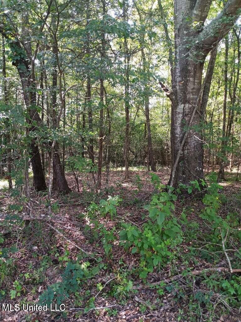 Coker Lane, Jackson, Mississippi image 9