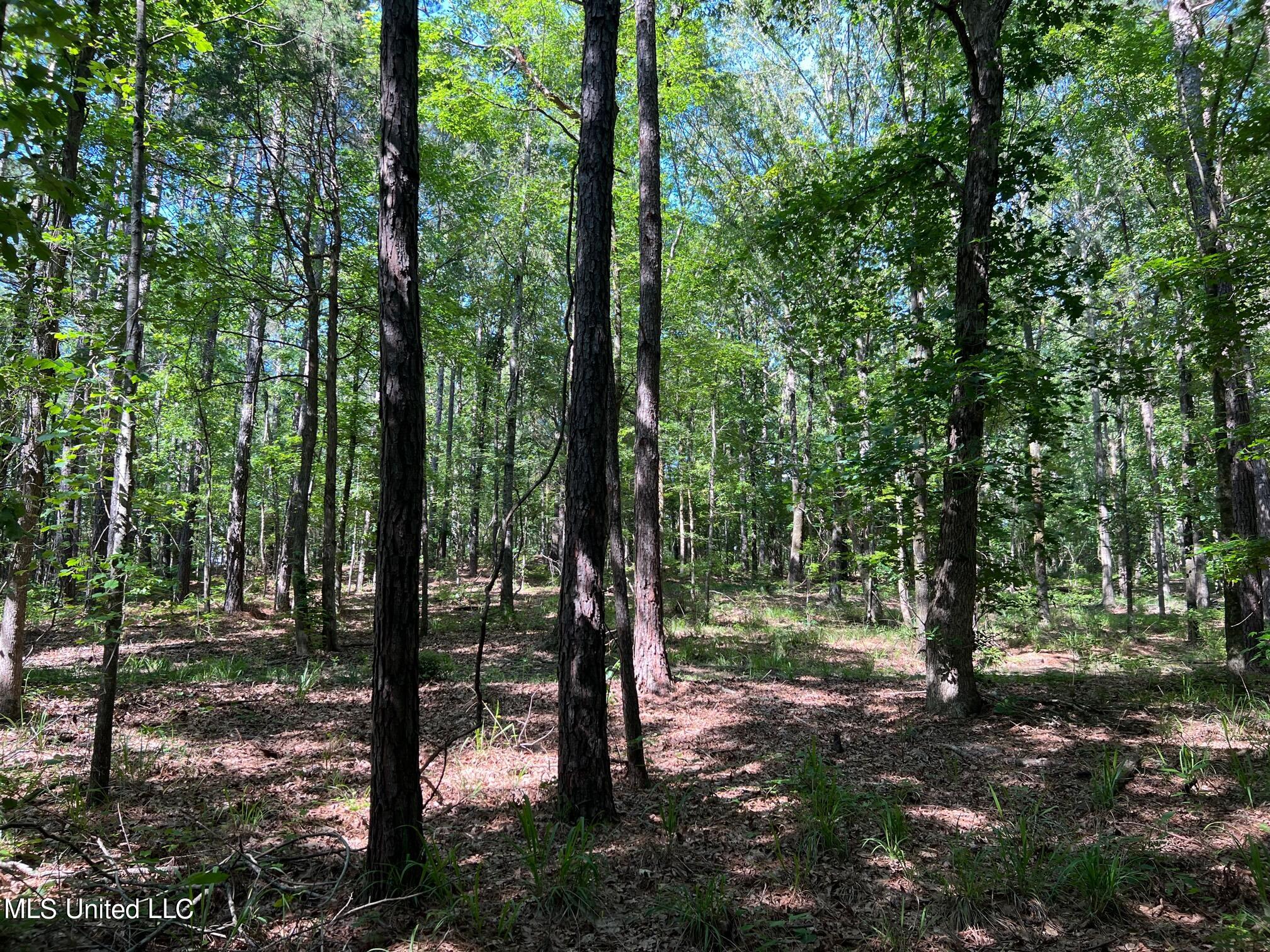 N Livingston Road, Madison, Mississippi image 10