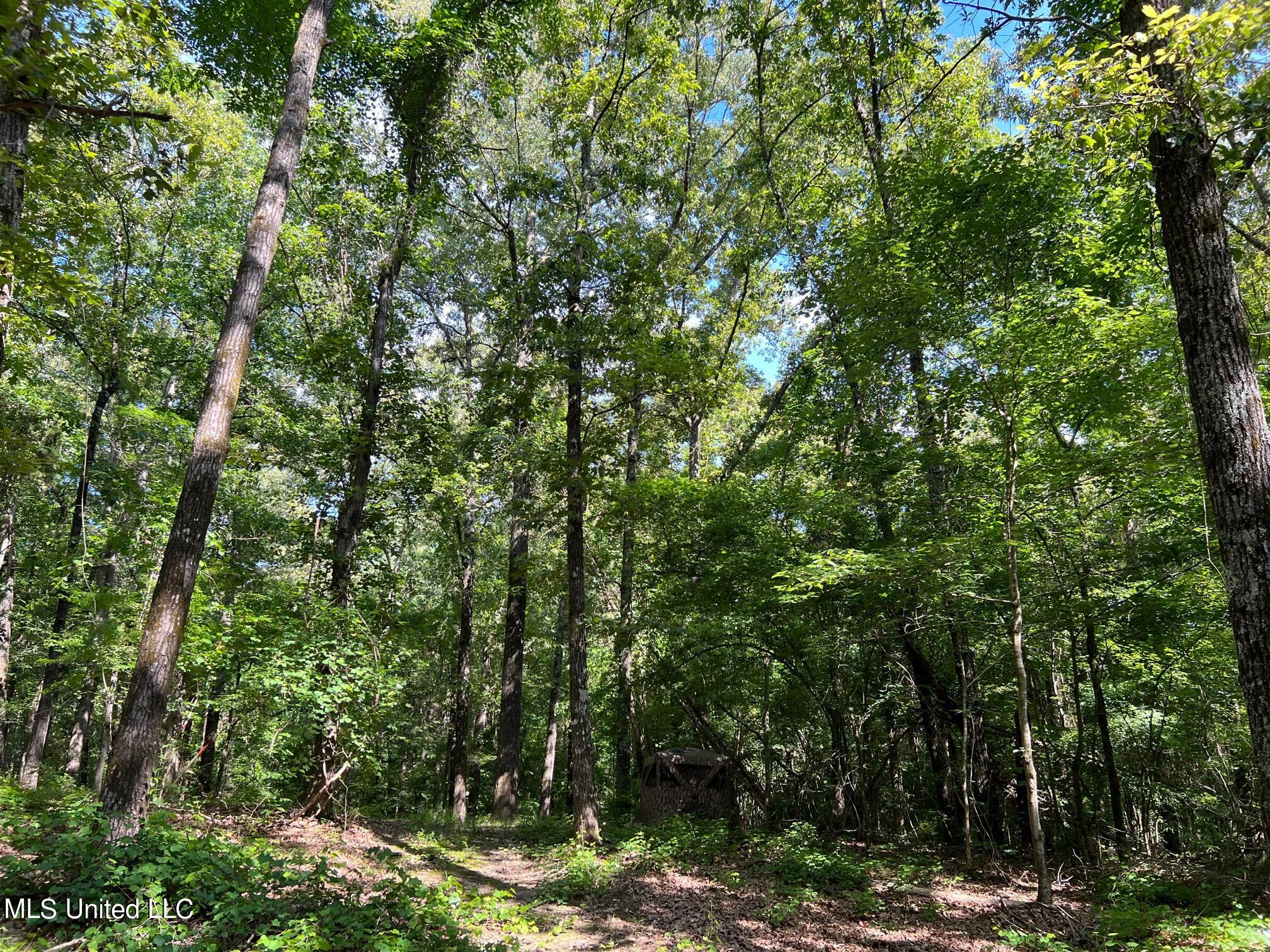 N Livingston Road, Madison, Mississippi image 7