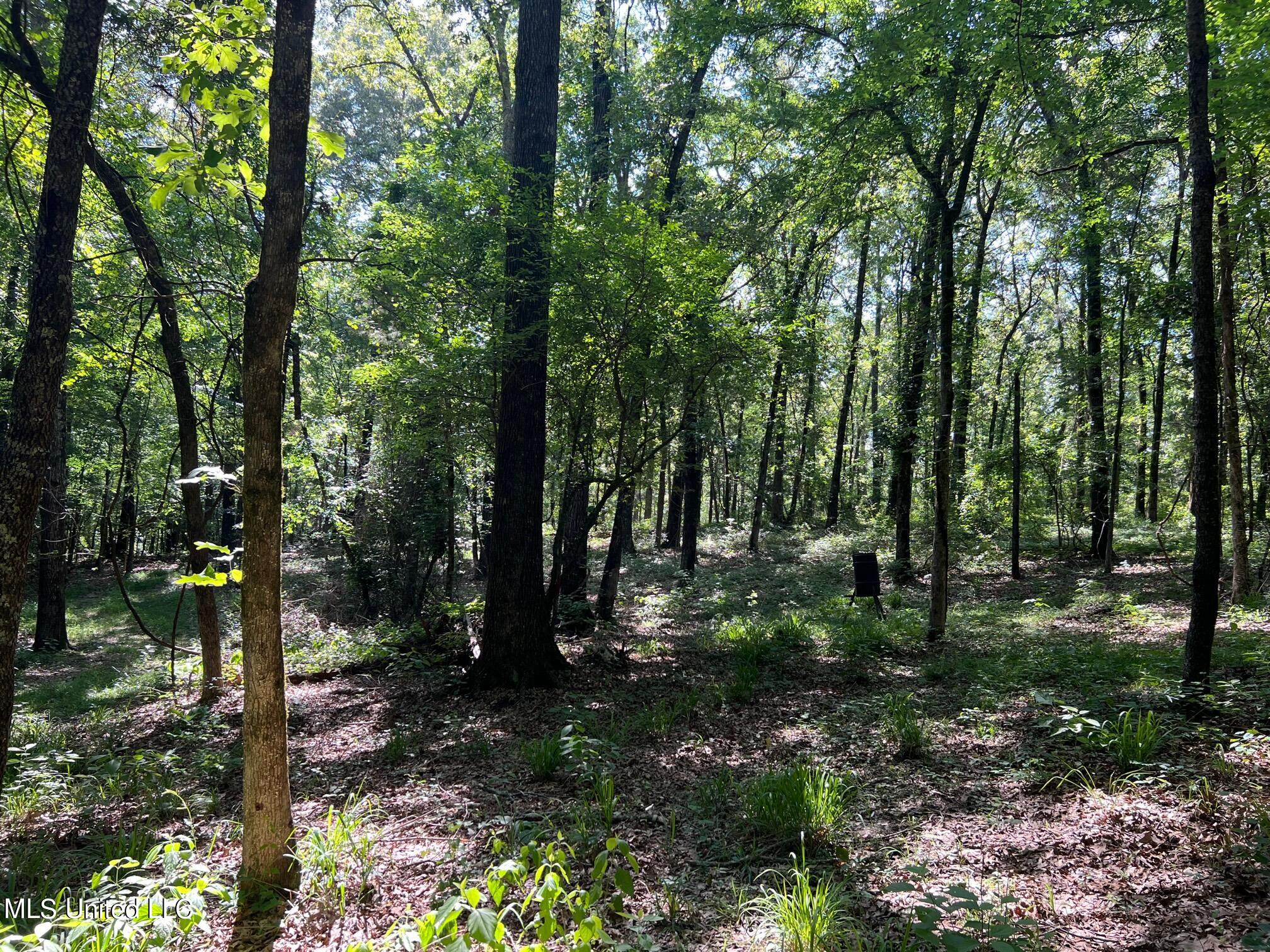 N Livingston Road, Madison, Mississippi image 4