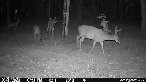 N Livingston Road, Madison, Mississippi image 24