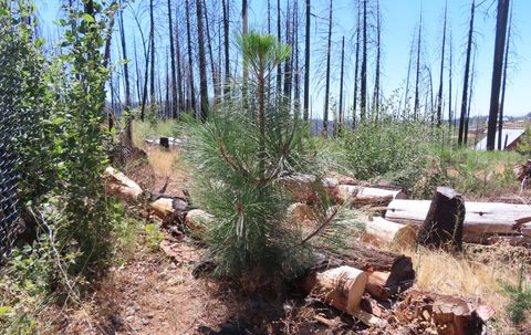 4817 SCIARONI Road Grizzly Flats CA 95636