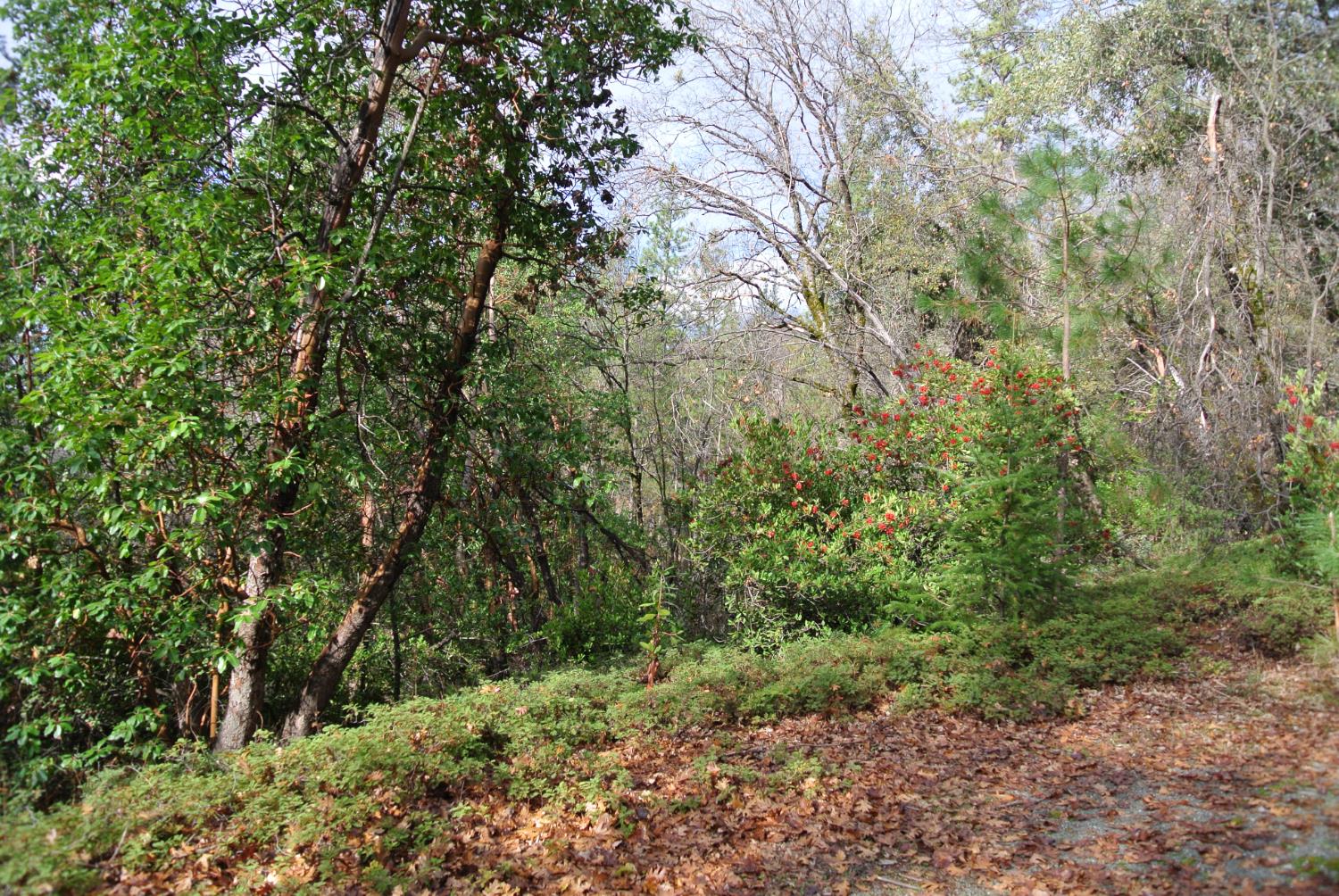 5588 Pine Ridge Road