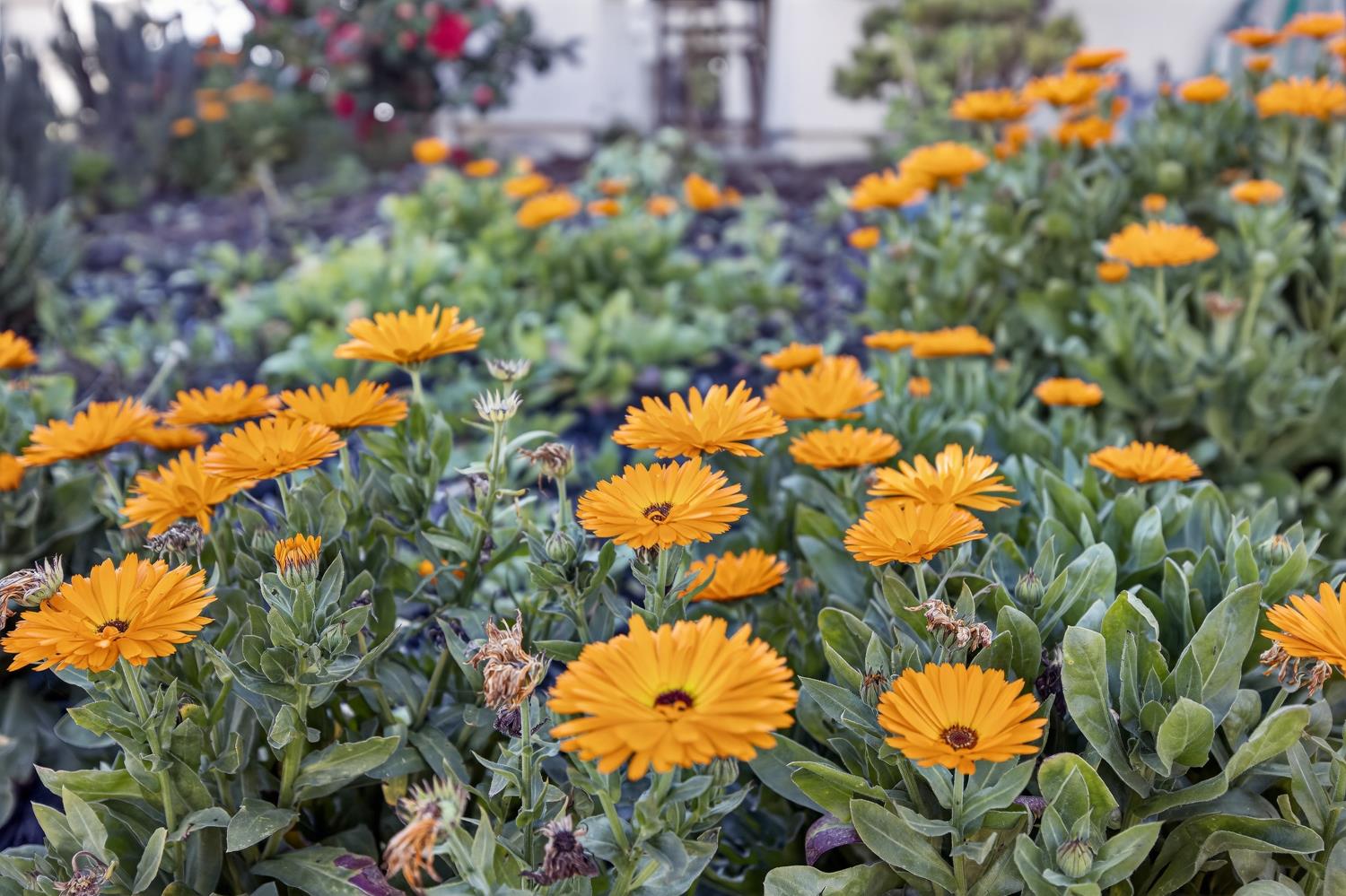 10070 Sea Turtle Street