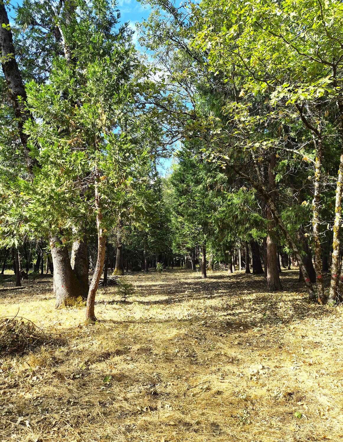 13117 Madrone Forest Drive