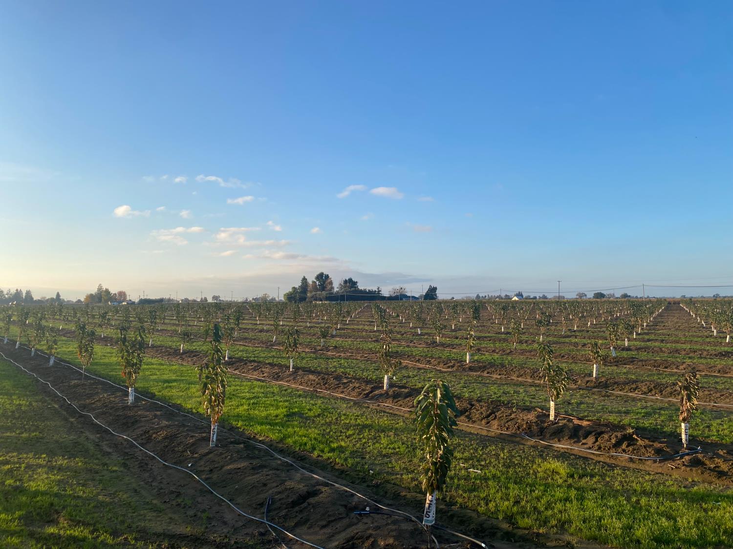 2060 W Woodbridge Road