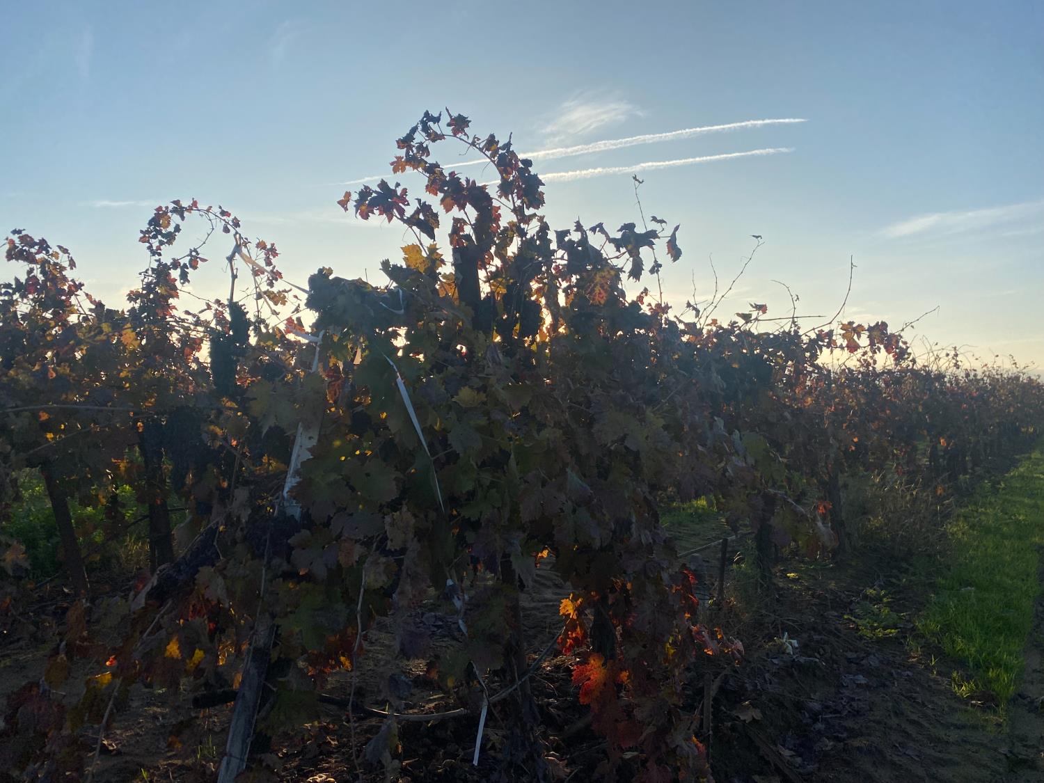 2060 W Woodbridge Road