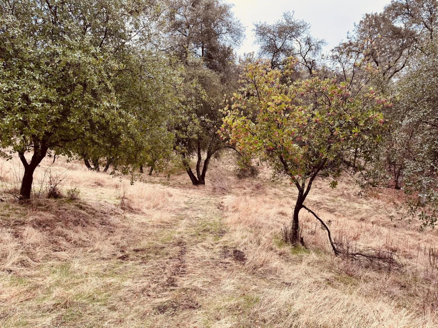 4981 Mourning Dove Lane